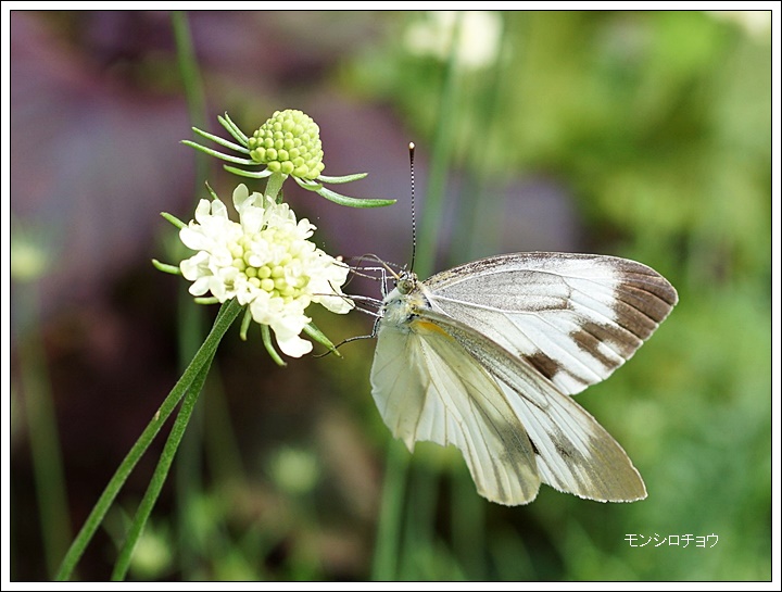 　◇　異常気象のせい？　　　　　　　　　　　　　2015.09.07_a0126676_039574.jpg