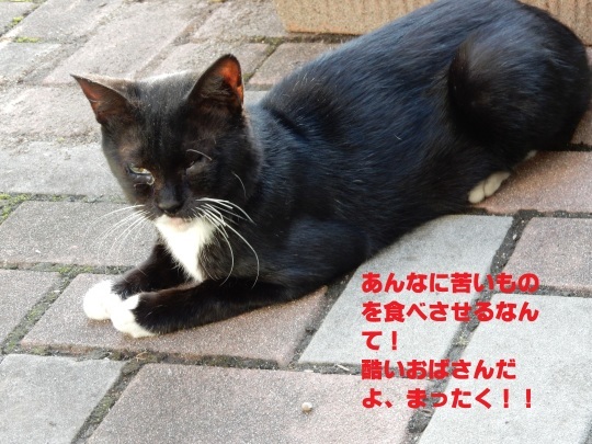 のらくろ よもやま話_e0355177_13241063.jpg