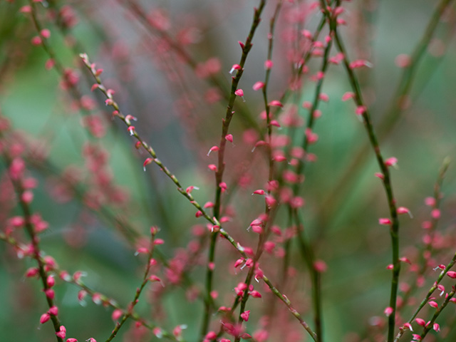 水引の花 ５７５筆まか勢