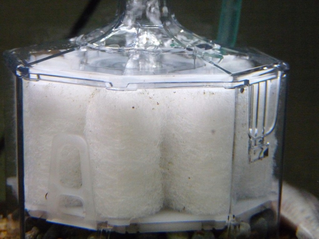 レビュー第４弾 水作エイトコア ニートのアクアリウム研究所