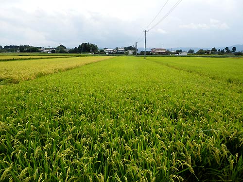 9月3日の田んぼ(上目黒小・枝野小)_d0247484_15524184.jpg