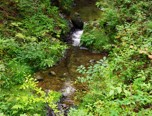 花と山野草/醍醐林道(8月)_b0123486_20545033.jpg