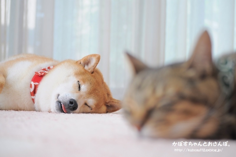 寝顔_a0126590_22324532.jpg