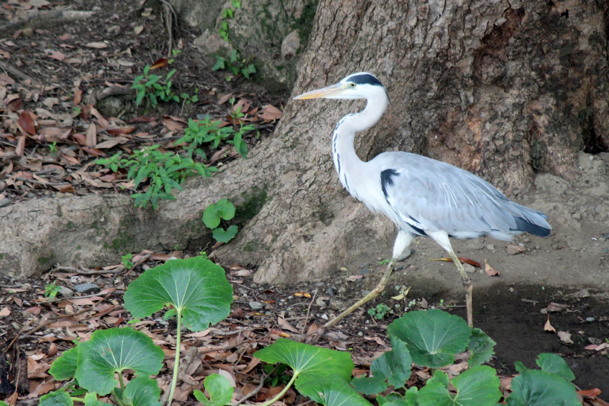 浜離宮恩賜庭園の野鳥_a0127090_205717100.jpg