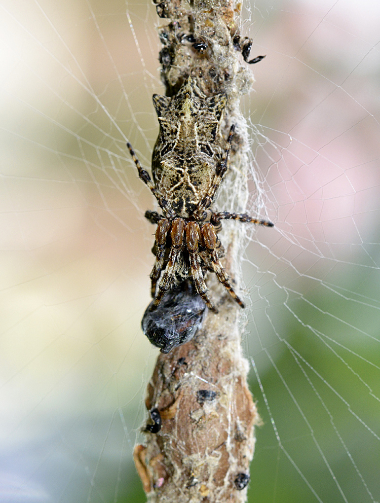 ゴミグモ（セイタカアワダチソウの虫2015　その2）_d0163696_07223997.jpg