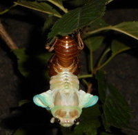 e0186500_10261773.jpg