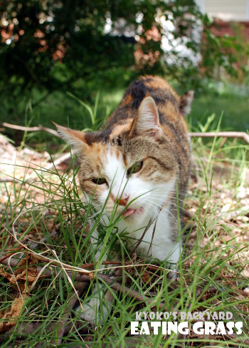 草をかじるSandy_b0253205_02580339.jpg