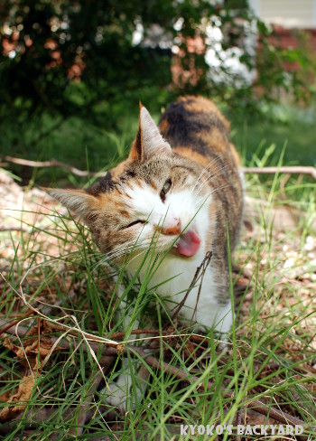 草をかじるSandy_b0253205_02582885.jpg