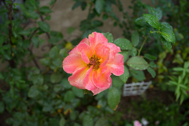 a0278914_6212482.jpg