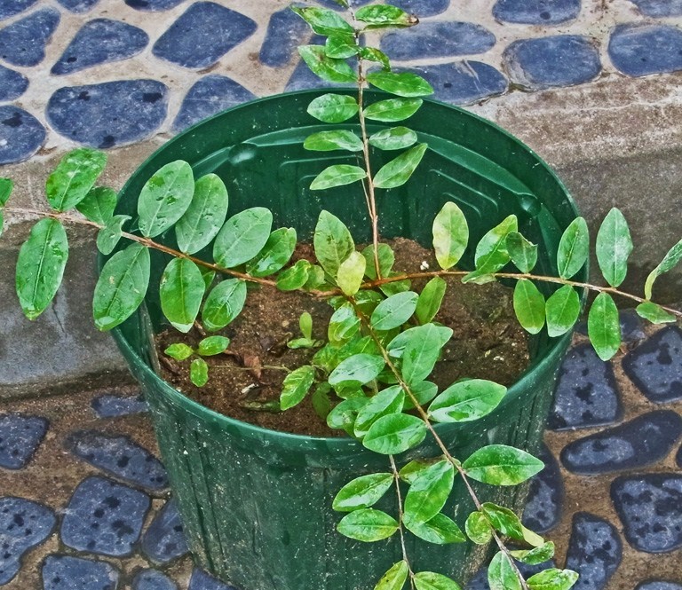 c0190915_18551029.jpg