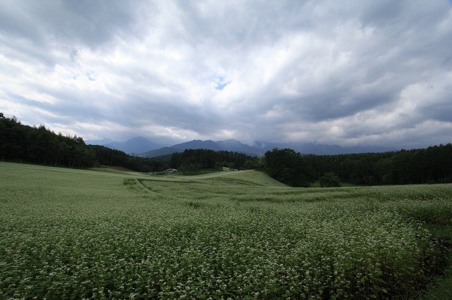 ♪　蕎麦畑　♪_e0242721_7351615.jpg