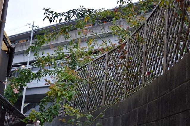 d0096422_85523.jpg