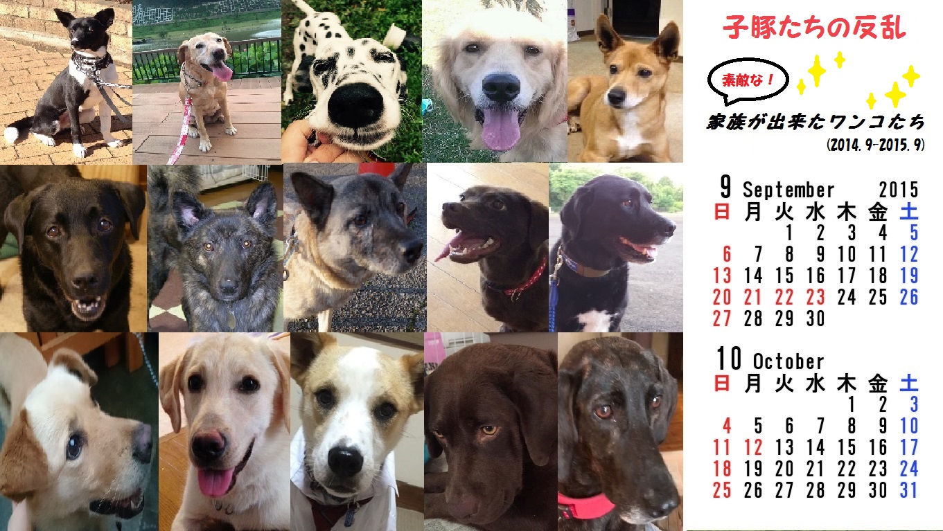 祝 卒業犬ブログ一周年 カレンダーのご紹介 子豚たちの 祝 卒業犬ブログ一周年 カレンダーのご紹介 子豚たちの