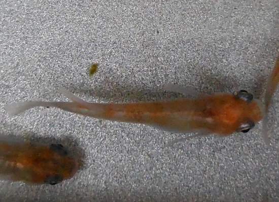 e0097534_93947.jpg