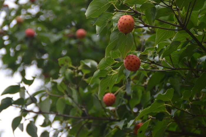 c0202242_924767.jpg
