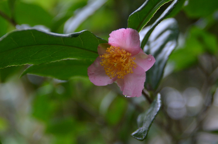 c0202242_932859.jpg