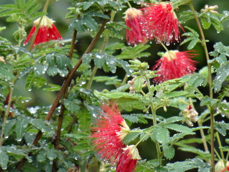 c0108460_11210950.jpg