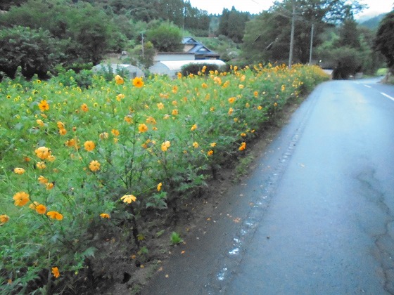 花いっぱいコンクール参加地域です^^_a0118461_19545414.jpg