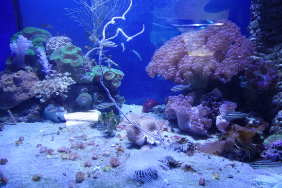 エビ母娘ニューカレ旅～その３～雨の日は水族館_a0220561_20443796.jpg