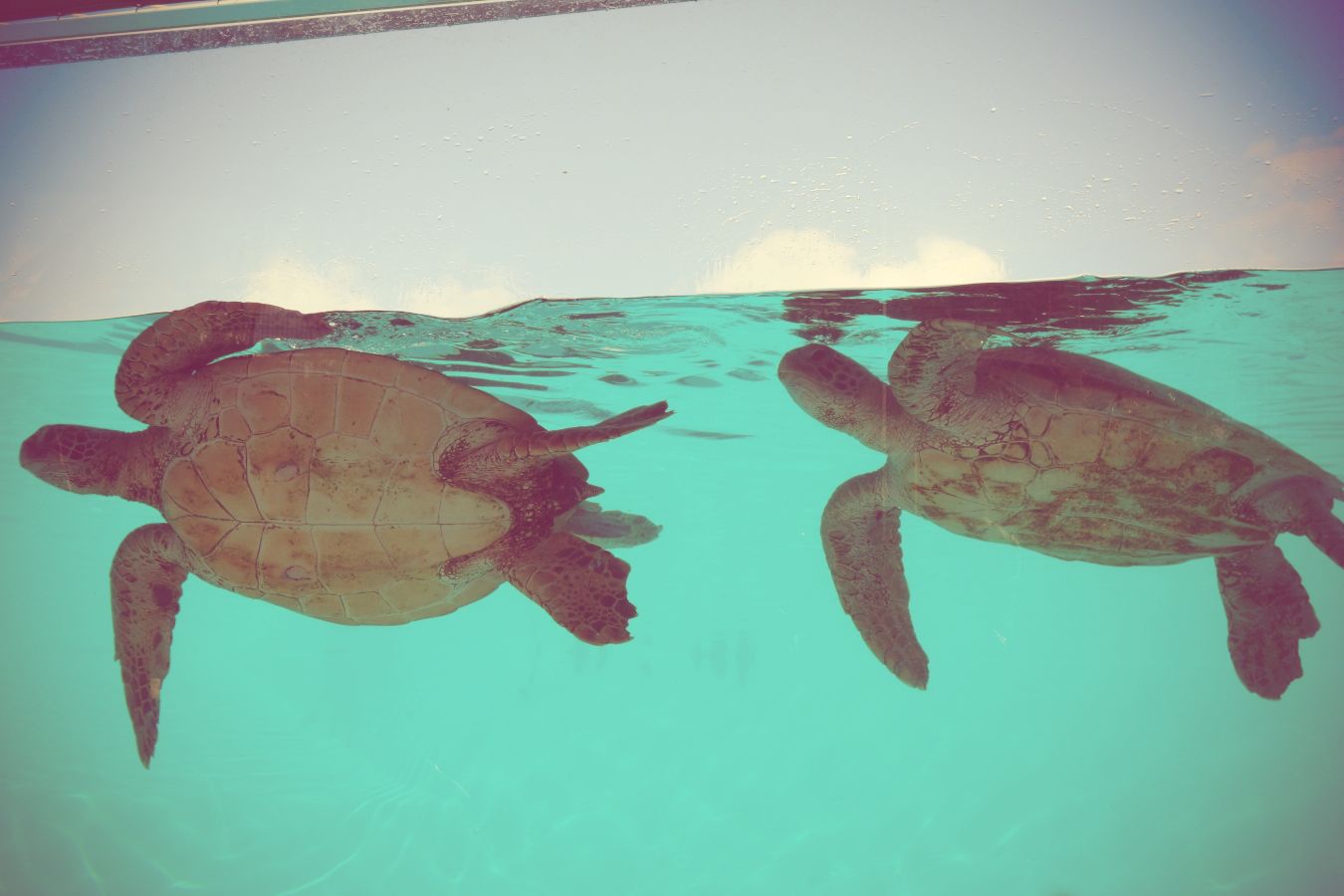 エビ母娘ニューカレ旅～その３～雨の日は水族館_a0220561_20575556.jpg