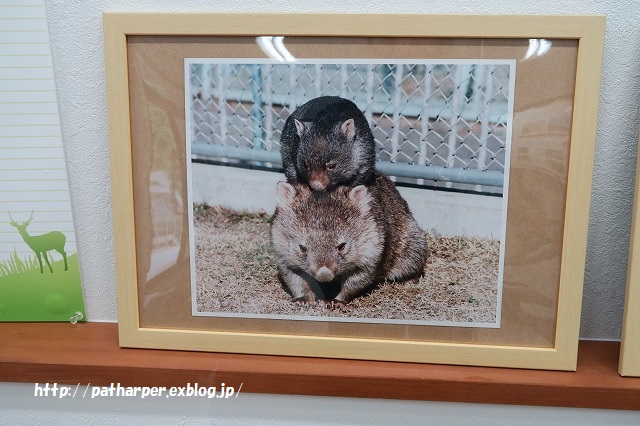 ２０１５年８月　五月山動物園　その２_a0052986_0163818.jpg