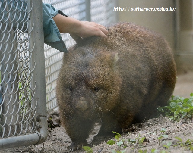 ２０１５年８月　五月山動物園　その２_a0052986_7152310.jpg