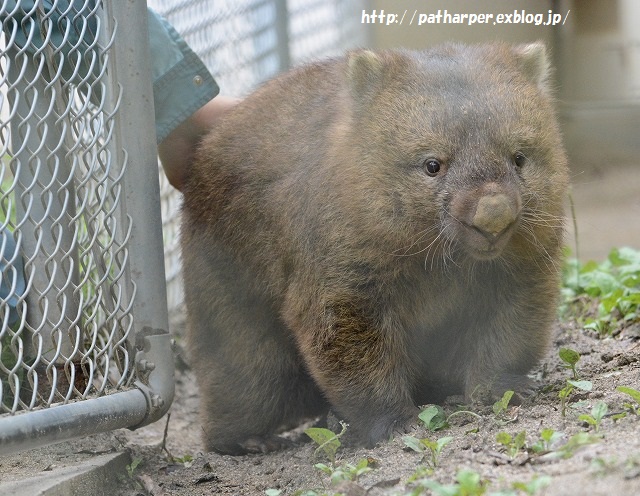 ２０１５年８月　五月山動物園　その２_a0052986_716212.jpg