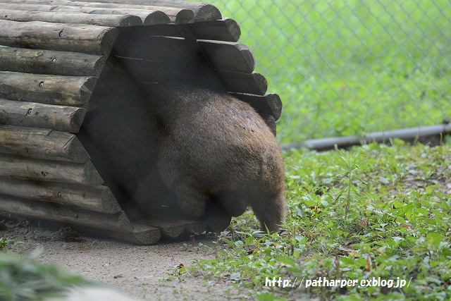 ２０１５年８月　五月山動物園　その２_a0052986_7193097.jpg