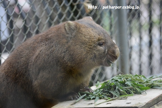 ２０１５年８月　五月山動物園　その２_a0052986_7254128.jpg