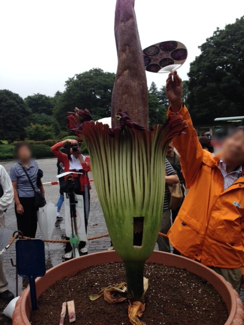 世界1臭い花 ちょんまげブログ 世界1臭い花 ちょんまげブログ