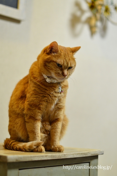 しょんぼり　　　Dispirited Sweetie (=;ω;=)_d0025294_2211416.jpg