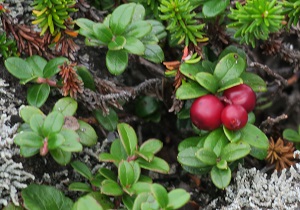 a0158702_1823204.jpg