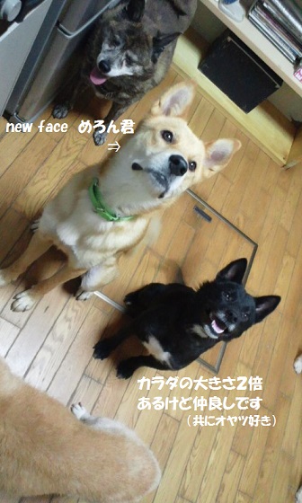 健くん とっても元気になりました!_f0242002_1353415.jpg