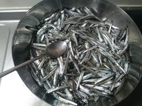 網ですくって獲ったイワシを料理してみた 初心者スモールボート釣りin駿河湾沼津