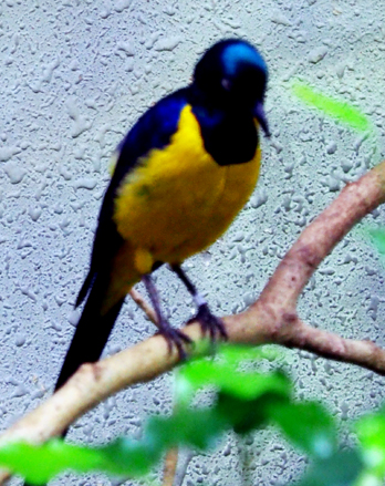 上野動物園の仲間たち　（９月６日　寫壇太陽撮影会にて）_a0023315_1653240.jpg