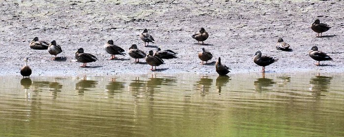 北の森からエゾリスと野鳥便り _d0098721_2244126.jpg