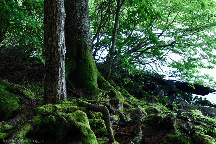 北八ヶ岳 苔の森_d0319222_1039226.jpg