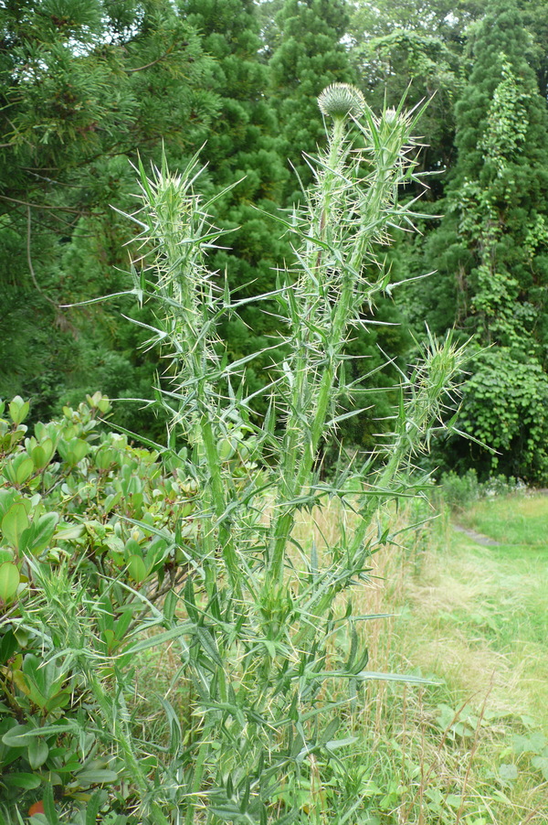 アメリカオニアザミ 亜米利加鬼薊 Cirsium Vulgare うちのにわ