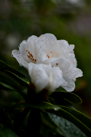 c0093046_7594137.gif