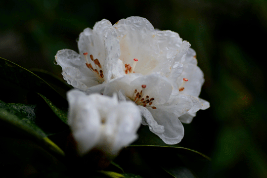 c0093046_7595819.gif