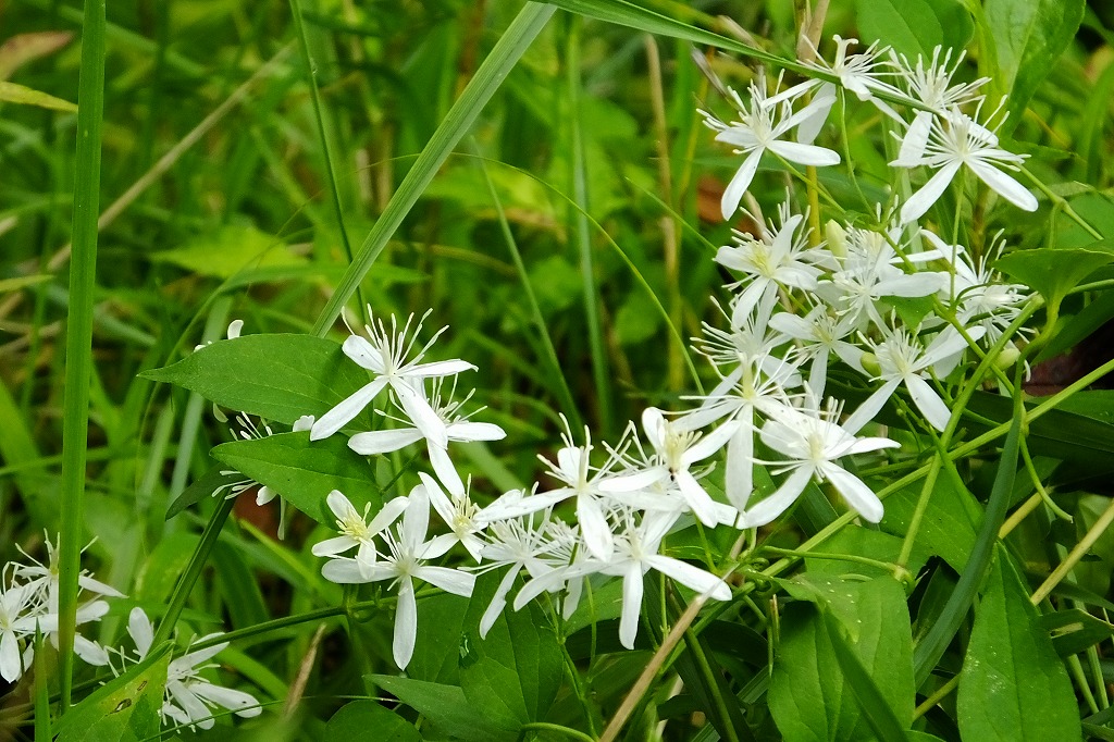 カラスウリの花、他いろいろ　　　　_b0236251_11435054.jpg