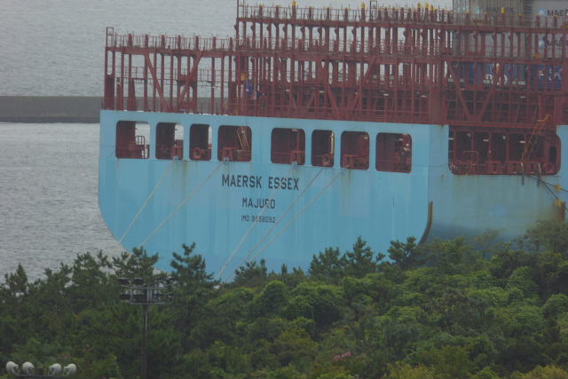 MAERSK ESSEX 、欅の紅葉、定家葛、ロサカリナ、匂い蕃茉莉、ノシラン、_a0030958_23183870.jpg