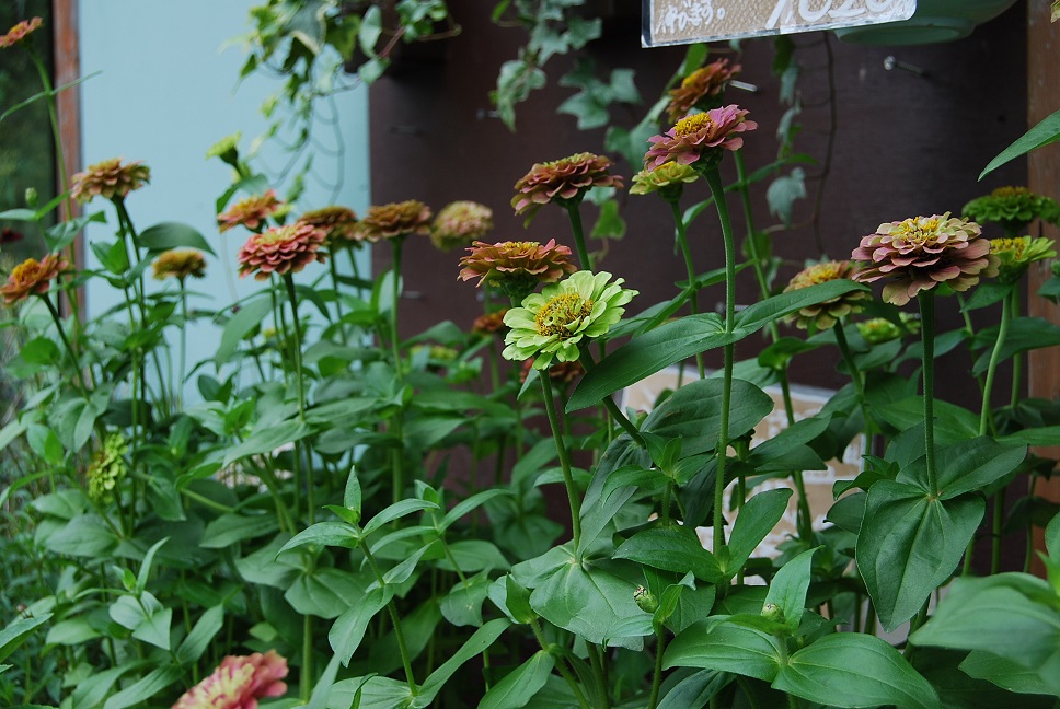 植替え準備はできていますか??_a0201358_16121945.jpg