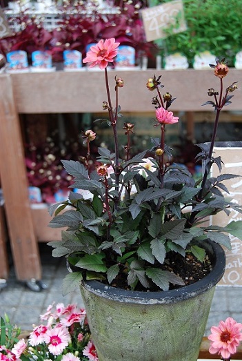 植替え準備はできていますか??_a0201358_16142753.jpg