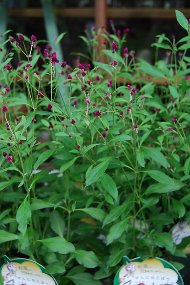植替え準備はできていますか??_a0201358_1635683.jpg