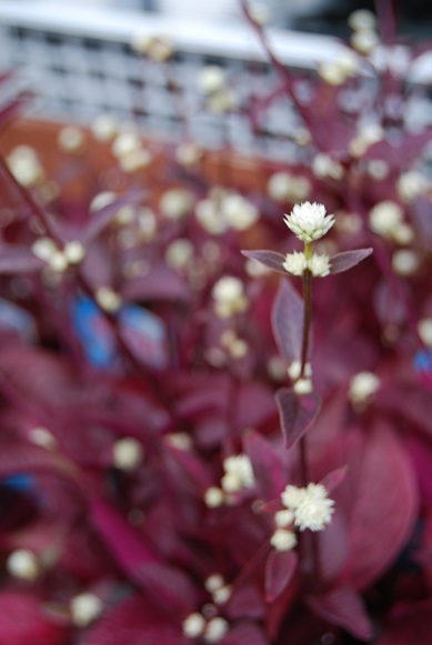 植替え準備はできていますか??_a0201358_1643989.jpg