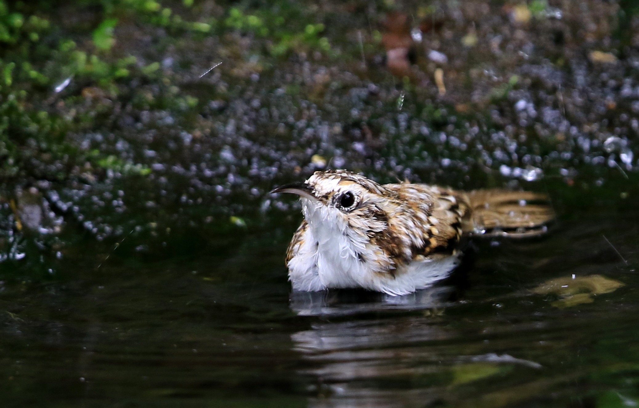 キバシリの季節＾＾・・・_c0229170_23708.jpg