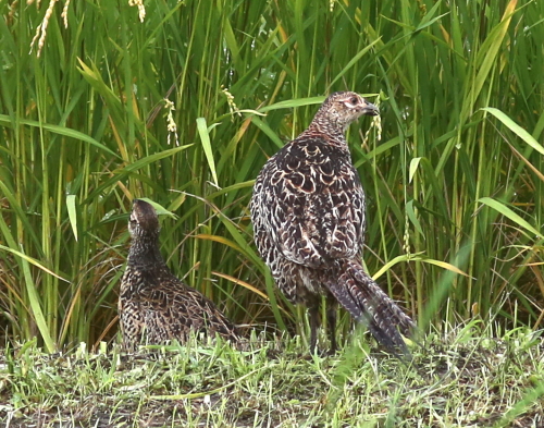 稲穂を食べるキジの幼鳥_d0262476_55327.jpg