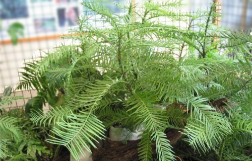 f0200477_2038241.jpg