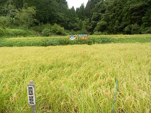 9月3日の田んぼ(月光原小・西根小)_d0247484_17445535.jpg